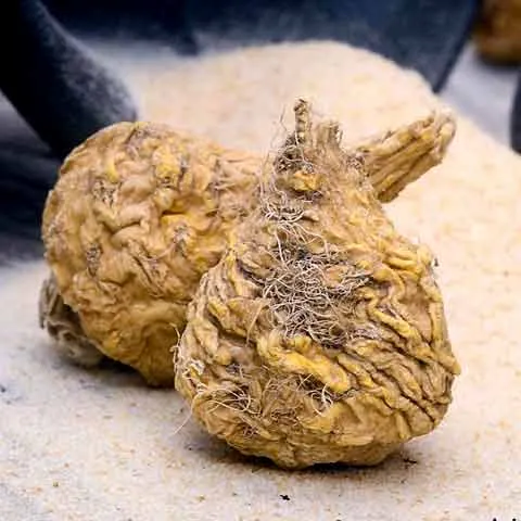 Maca Root